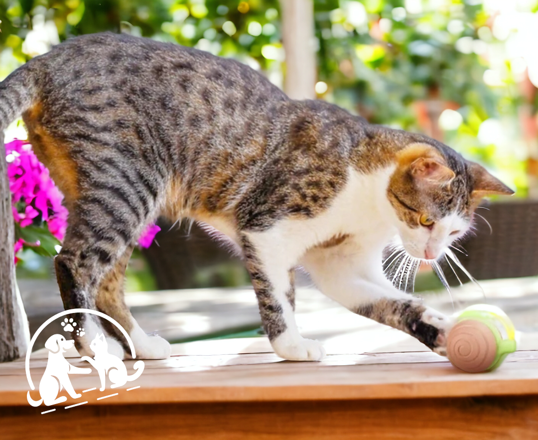 Jouet spiral escargot adapté pour chats