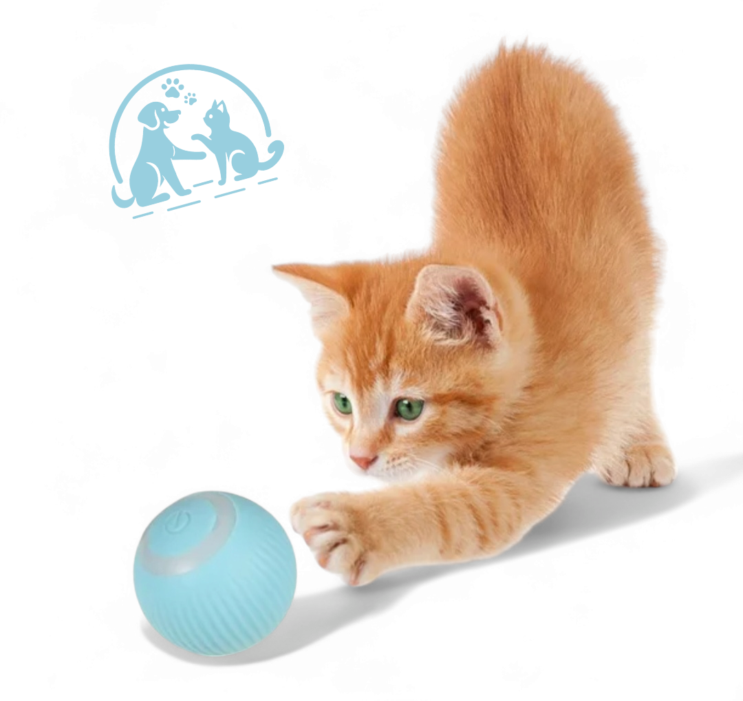 Smart and fun cat ball