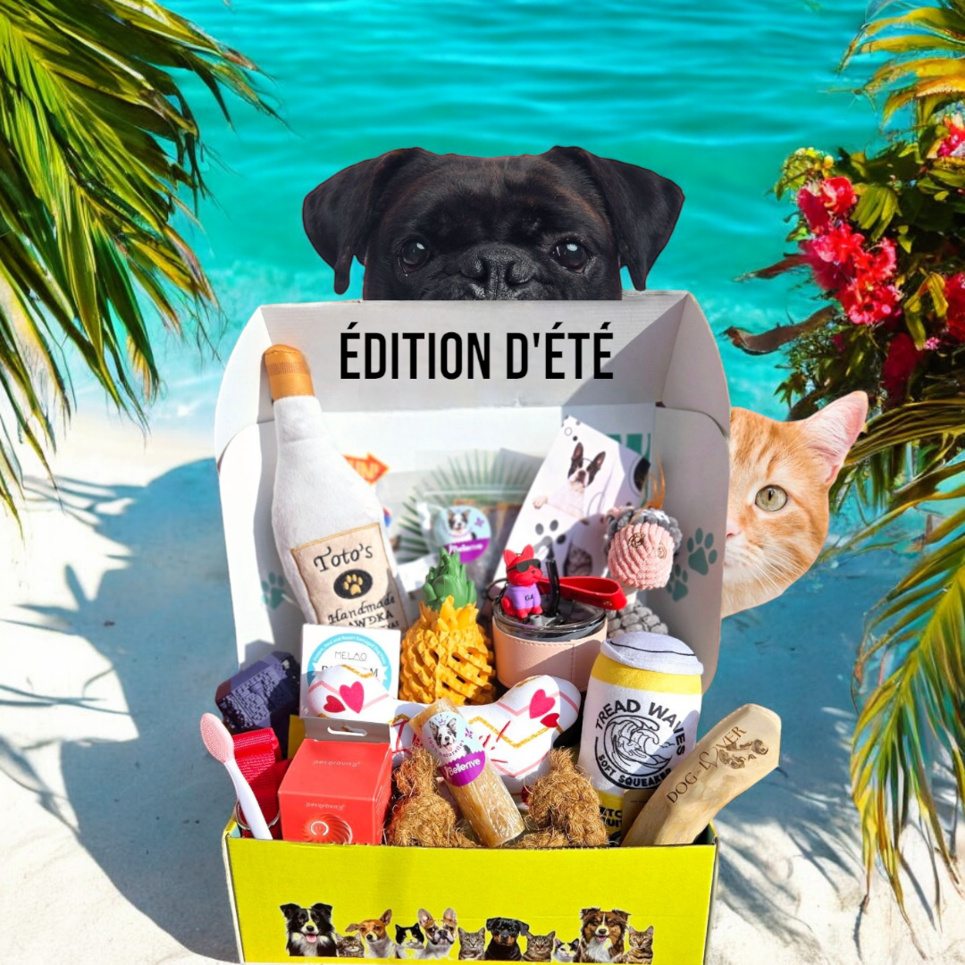 Seasonal summer edition box for cats and dogs